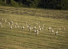 img00081