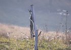 img00106