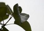 img00136